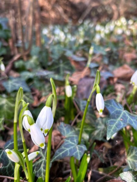Maiglöckchen im Frühlingstal