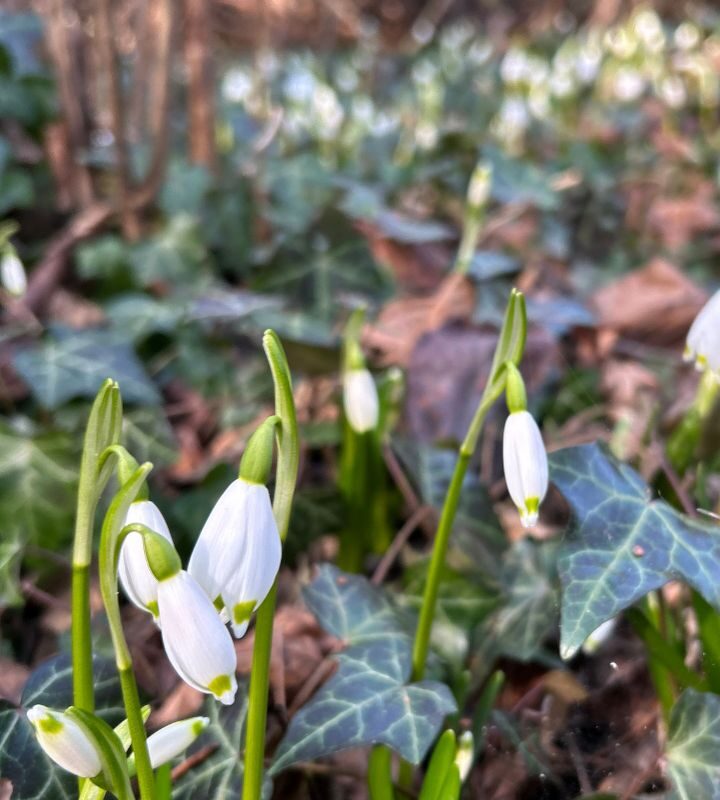 Maiglöckchen im Frühlingstal