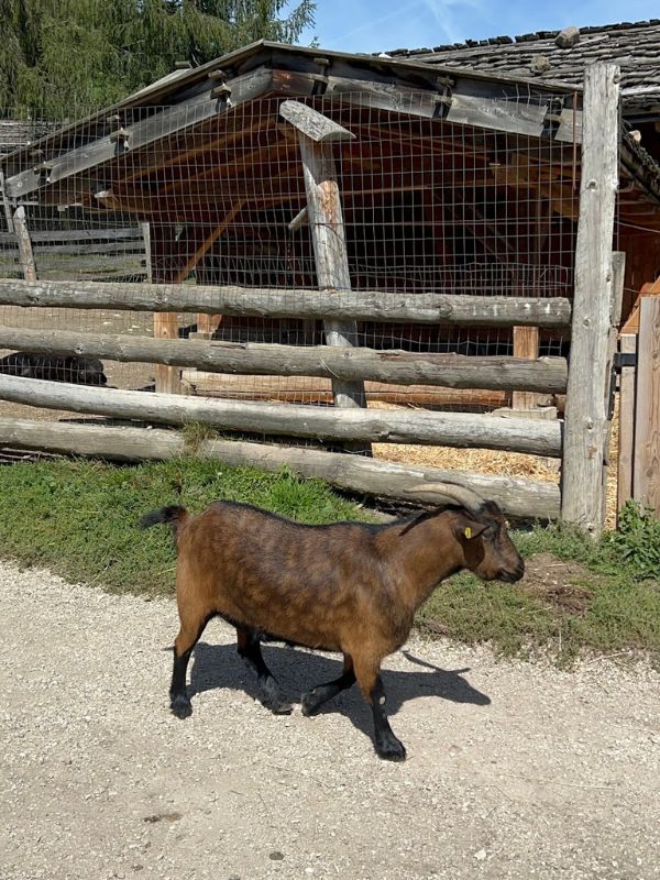 Tierwelt Rainguthof_Streichelzoo Gfrill bei Meran (3) Tierwelt Rainguthof in Gfrill bei Meran_Streichelzoo für Kinder