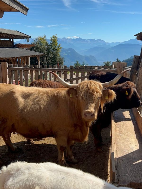 Tierwelt Rainguthof_Streichelzoo Gfrill bei Meran (4) Tierwelt Rainguthof in Gfrill bei Meran_Streichelzoo für Kinder