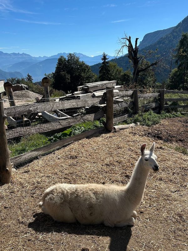 Tierwelt Rainguthof_Streichelzoo Gfrill bei Meran (5) Tierwelt Rainguthof in Gfrill bei Meran_Streichelzoo für Kinder