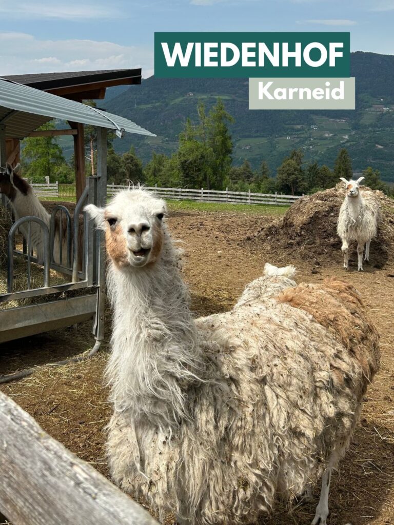 Törggelen mit Kindern in Südtirol - Wiedenhof in Karneid
