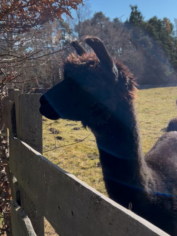 Sigmund Freud Promenade - Wanderung auf dem Ritten mit Kindern (9) Wanderung auf der Sigmund Freud Promenade auf dem Ritten im Herbst