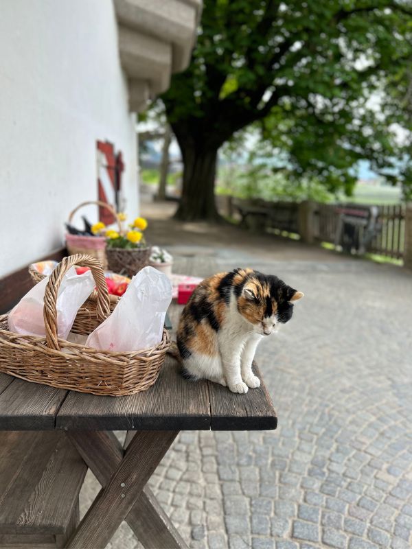 Maiser Waalweg_Kürzere Variante_Wandern mit Kindern bei Meran (12) Maiser Waalweg bei Meran - Wanderung mit Kindern