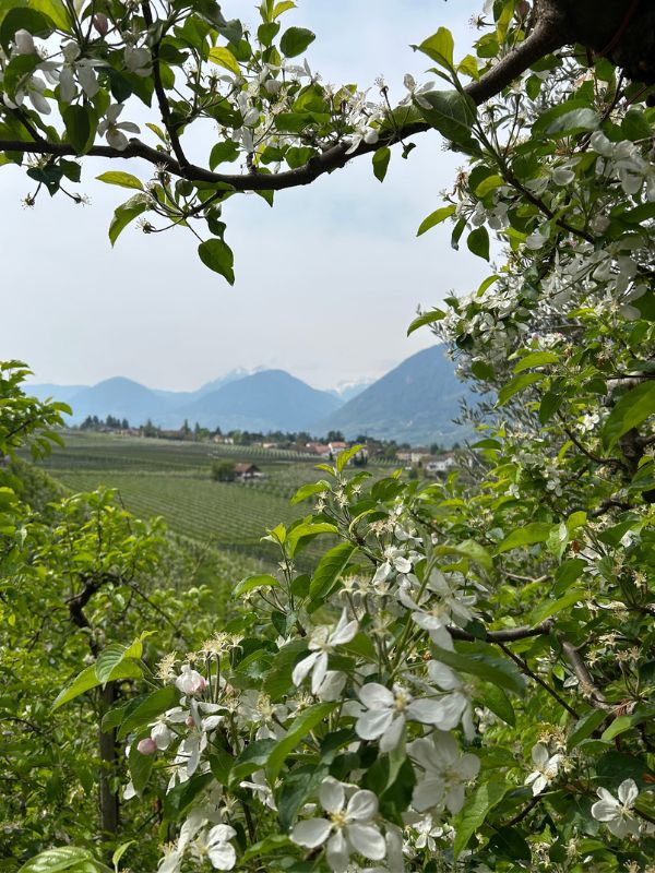 Maiser Waalweg_Kürzere Variante_Wandern mit Kindern bei Meran (14) Maiser Waalweg bei Meran - Wanderung mit Kindern