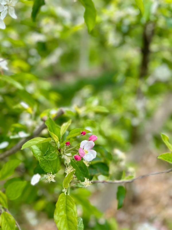 Maiser Waalweg_Kürzere Variante_Wandern mit Kindern bei Meran (6) Maiser Waalweg bei Meran - Wanderung mit Kindern