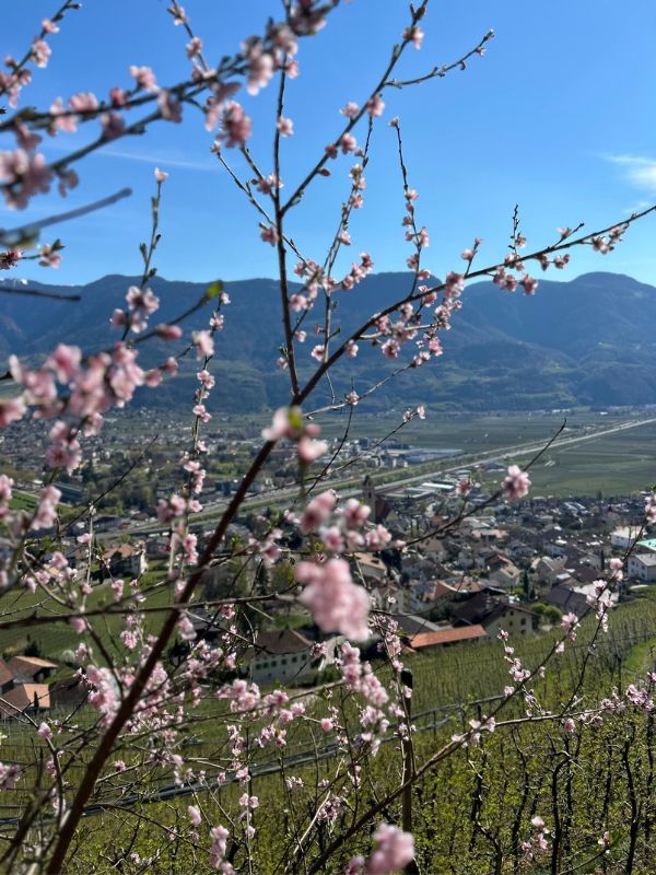 Marlinger Waalweg_Wanderung mit Kindern bei Meran in Südtirol (1) Der Marlinger Waalweg im Frühling