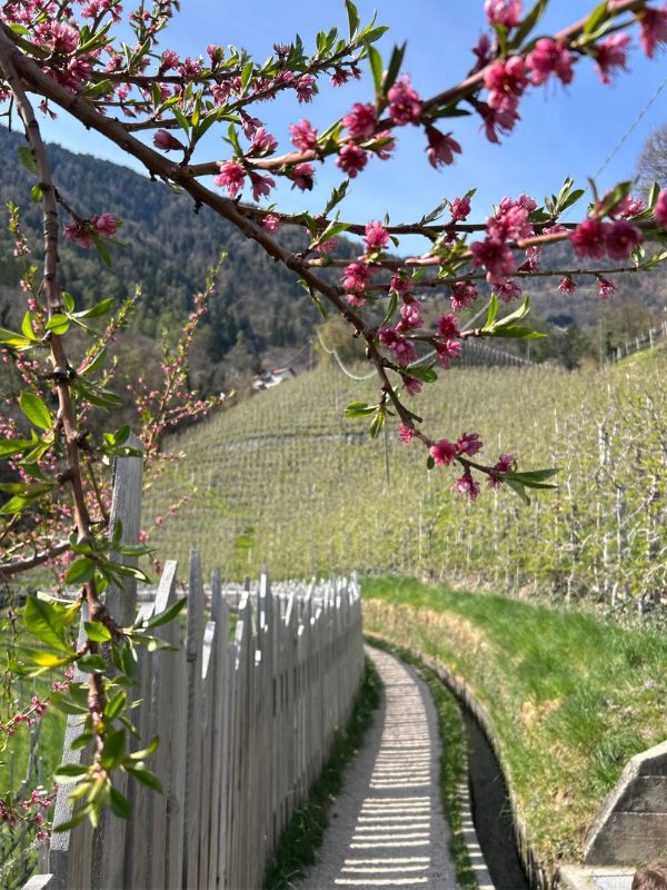 Marlinger Waalweg_Wanderung mit Kindern bei Meran in Südtirol (14) Der Marlinger Waalweg im Frühling