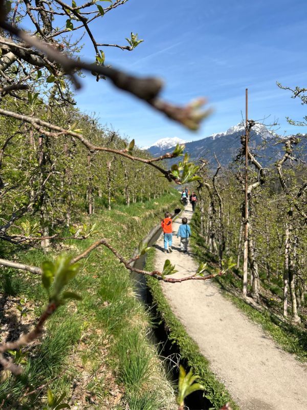 Marlinger Waalweg_Wanderung mit Kindern bei Meran in Südtirol (17) Der Marlinger Waalweg im Frühling