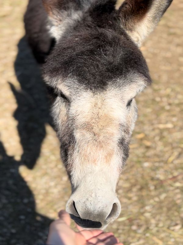 Marlinger Waalweg_Wanderung mit Kindern bei Meran in Südtirol (21) Der Marlinger Waalweg im Frühling