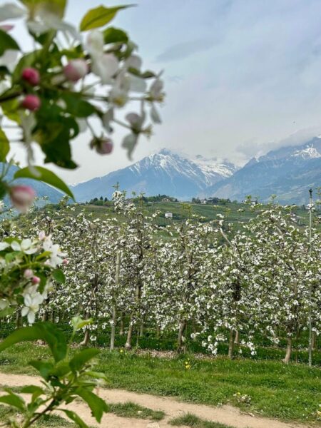 Der Maiser Waalweg bei Meran