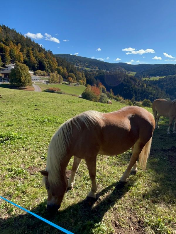 Haflinger Erlebnisweg_Hafling bei Meran_Wanderung mit dem Kinderwagen (21) Haflinger Erlebnisweg_Wanderung mit dem Kinderwagen bei Mera